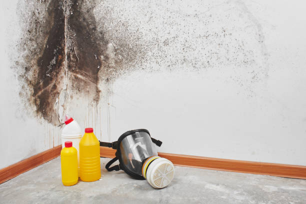 Best Home Mold Removal  in Wyandanch, NY