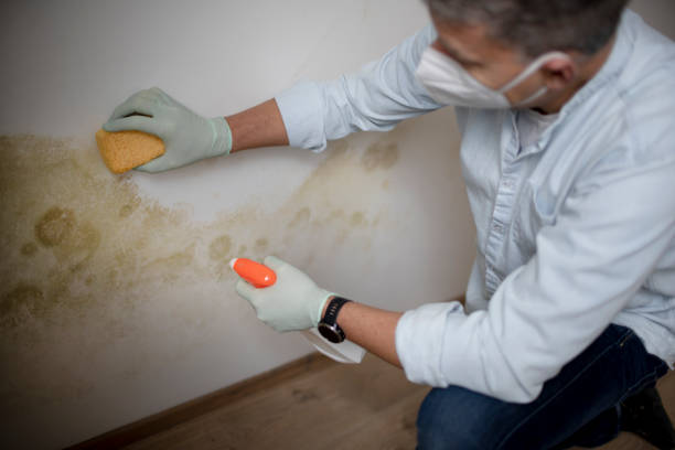Best Professional Mold Removal  in Wyandanch, NY