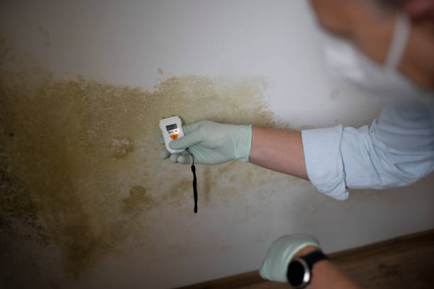 Best Commercial Mold Removal  in Wyandanch, NY