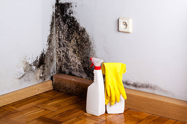Best Attic Mold Removal  in Wyandanch, NY