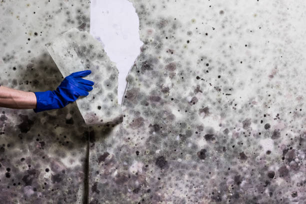 Best Mold Cleaning Services  in Wyandanch, NY